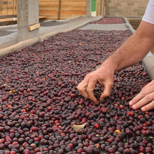 Load image into Gallery viewer, Le Café Barriqué (150 g)