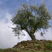 Load image into Gallery viewer, Extra Virgin Olive Oil