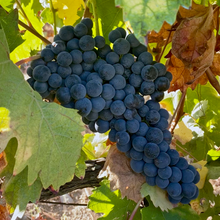 Carregar imagem no visualizador da galeria, Douro DOC Rosé 2024